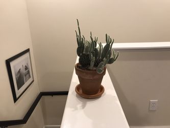 Unknown cactus plant in terracotta pot with terracotta saucer