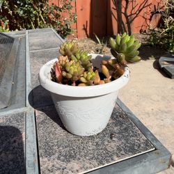 Jelly beans succulent