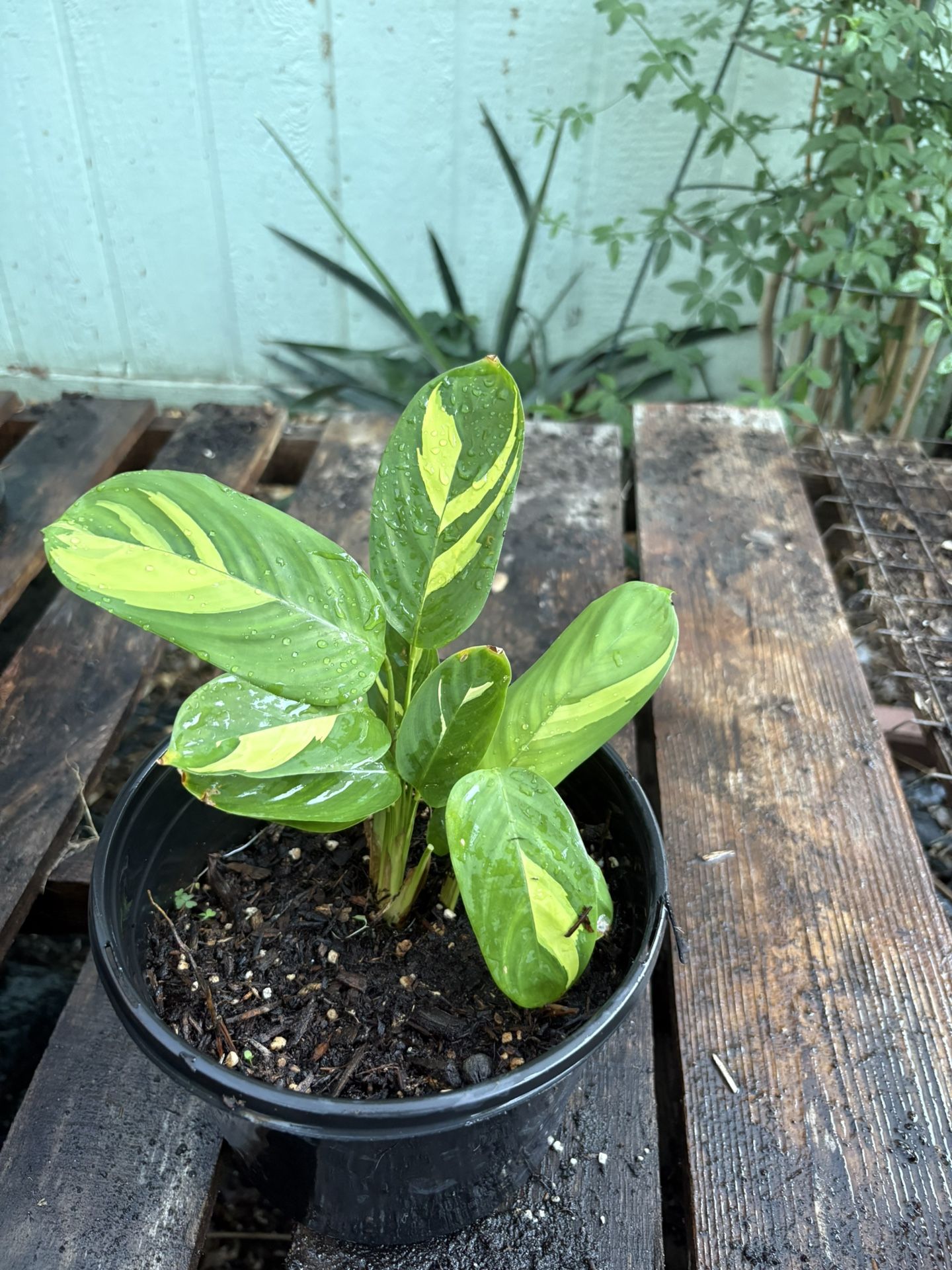 Calathea Golden Mosaic Plant