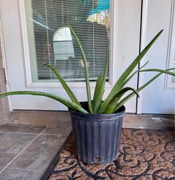 ORGANIC ALOE VERA 21 H” $8 EACH