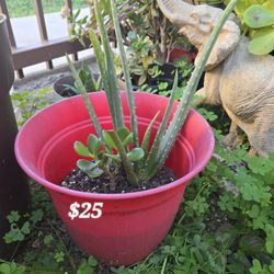 Aloe Vera And Jade Plant
