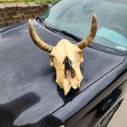 Horns