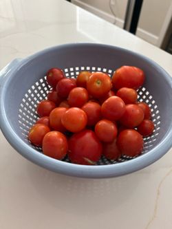 Free - Fresh Tomatoes