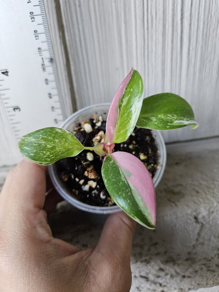 Philodendron White Princess Tricolor Plant