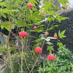 Chinese Lantern Trees