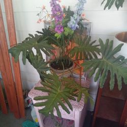 Plant On Gold Metal Vace 