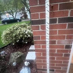 Zebra Wood Walking Stick