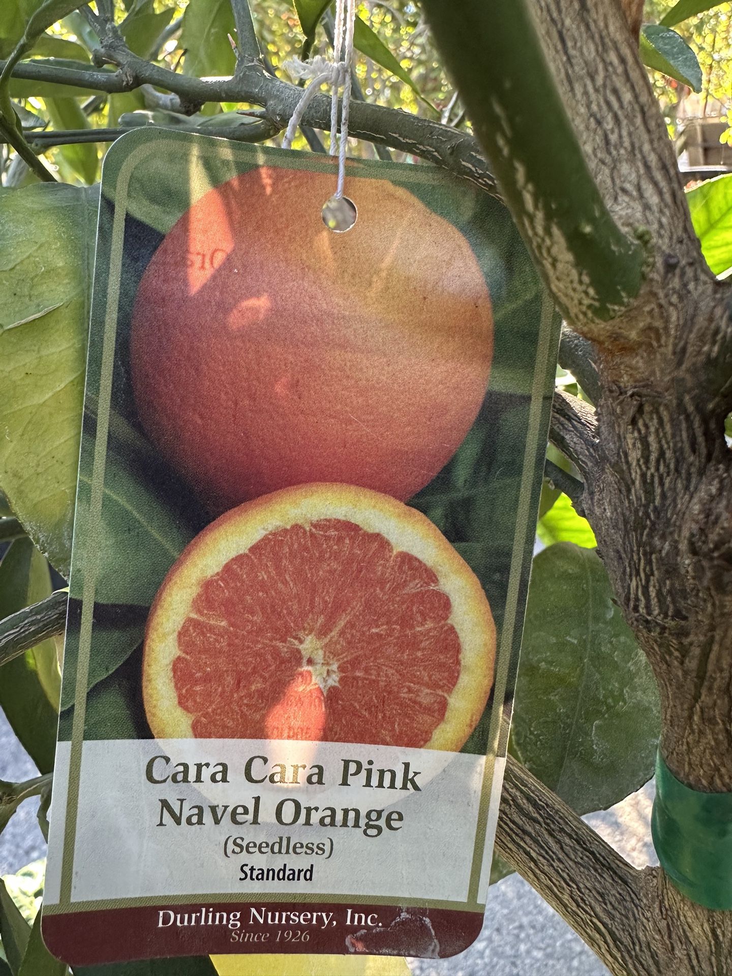Cara Cara Pink Navel Orange Tree 15gal 