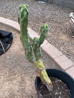Thornless Totem Pole Cactus