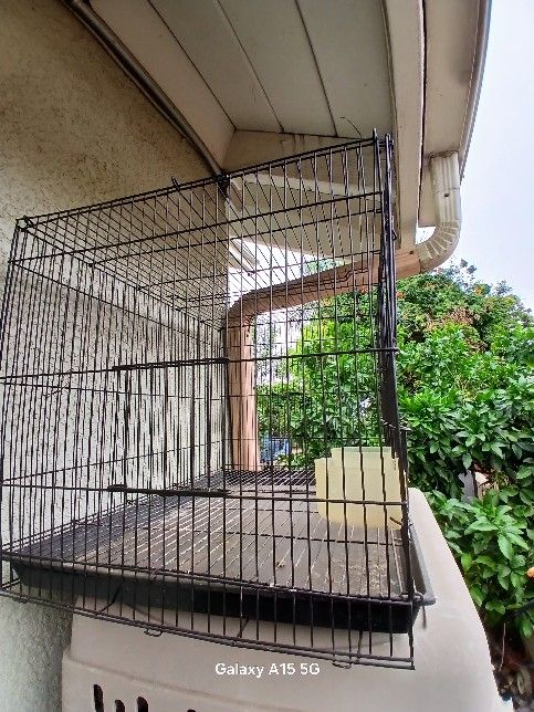 Bird Cage