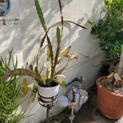 Large succulent flowering plant in ceramic pot