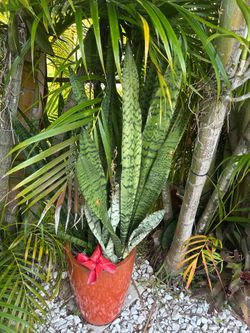 Sneak plants.