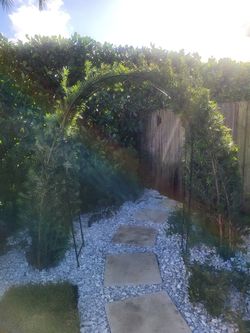 Podocarpus Privacy Plant 7g Full