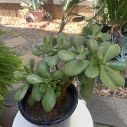 Jade Plant 