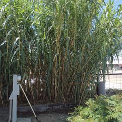 Giant Reed Grass 