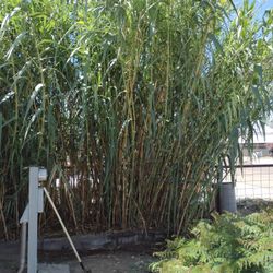 Giant Reed Grass 