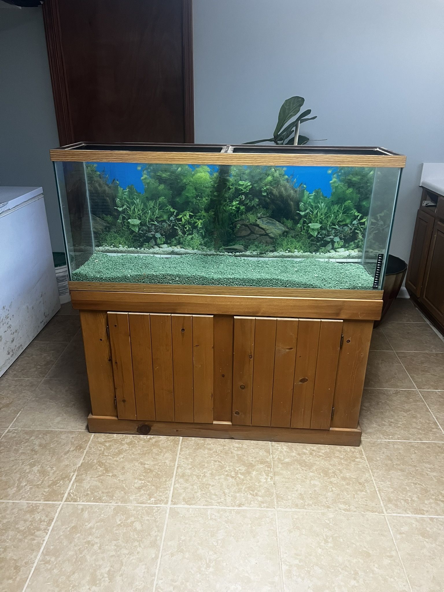 55 Gallon Aquarium