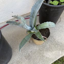 Agave Plant And Succulents In Pots And Ready