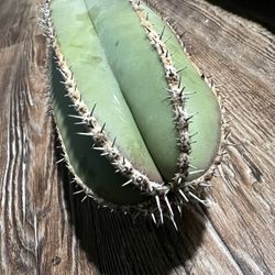 Mexican Fence Post Cactus
