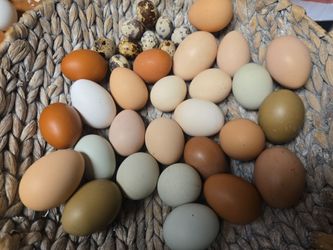 Fresh chicken and quail eggs