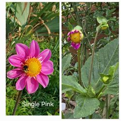 Rooted Dahlia Plants "Single Pink" And Others