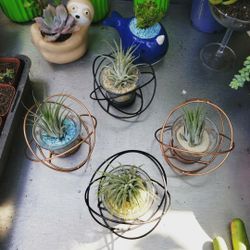 Air plant