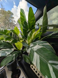 Musa banana Florida variegated