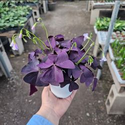 Oxalis Triangularis Plants | Purple Shamrock Plant | Triangularis Purple Shamrock Plant | 2in pot | 4in pot
