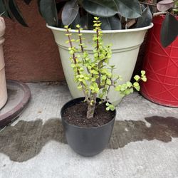 Elephant Bush 
