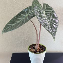 Alocasia Pink Dragon