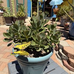 Cotyledon MINT TRUFFLES Succulent Plant