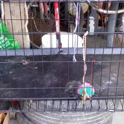 Dog Cage 