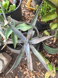 Agave