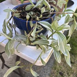 Tradescantia Pistachio White In A Blue Ceramic Pot
