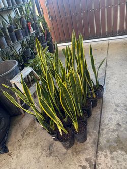 Snake plant
