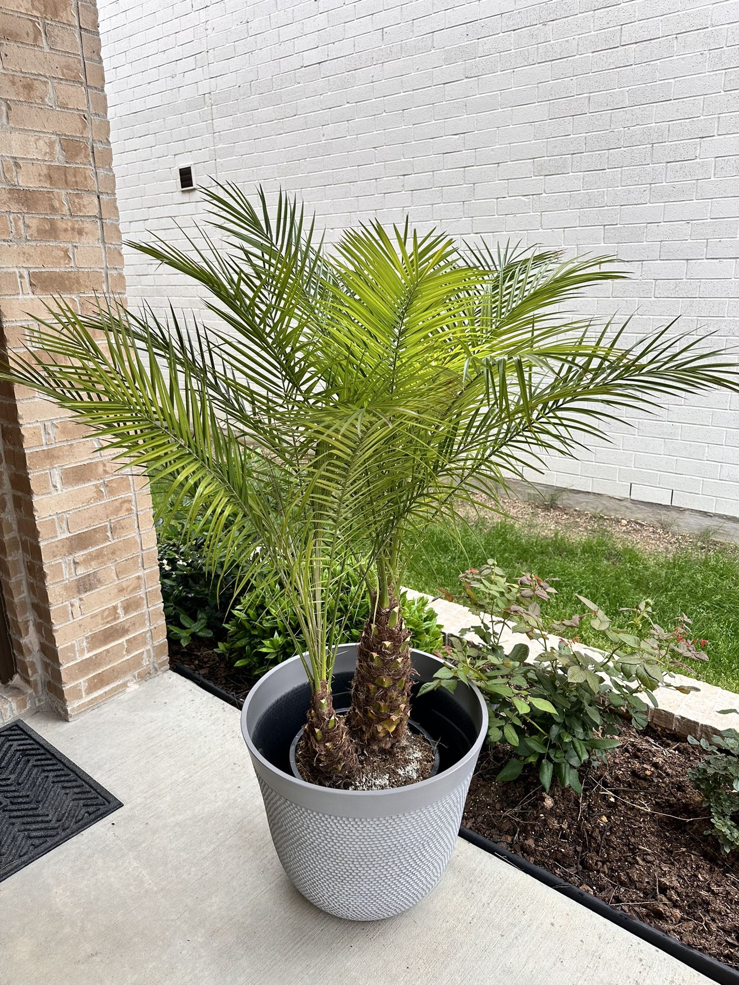 Palm Tree Indoor Outdoor