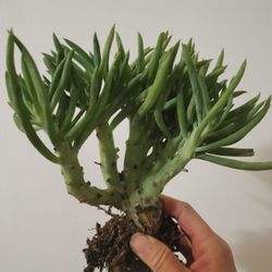 8" unique Mermaid Tail Succulent Crested Senecio Vitalis narrow leaf chalksticks only 1