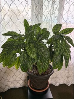 Chinese Evergreen (Aglaonema) Plant