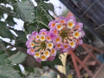 Lantana tree pink