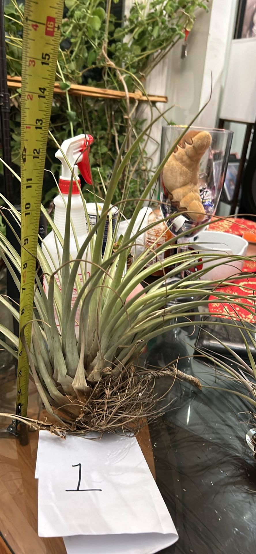 Airplant Tillandsias