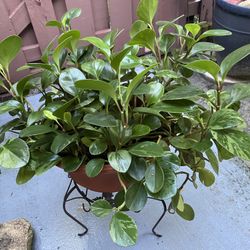 PLANTS Live pot includes $25 