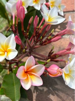 Plumeria cuttings