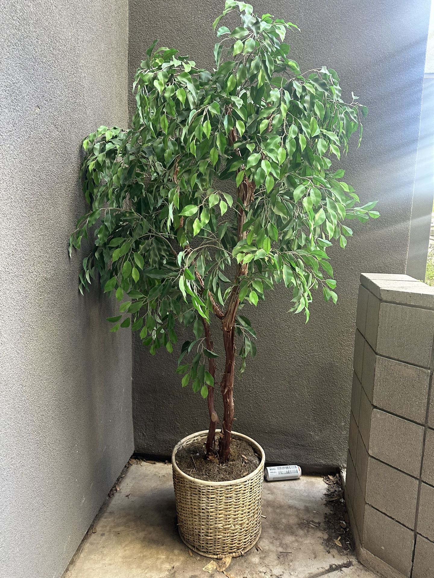 Tall Fake Tree/Plant