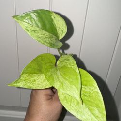 prayer hands plant Prayer Plant – Plant Detectives