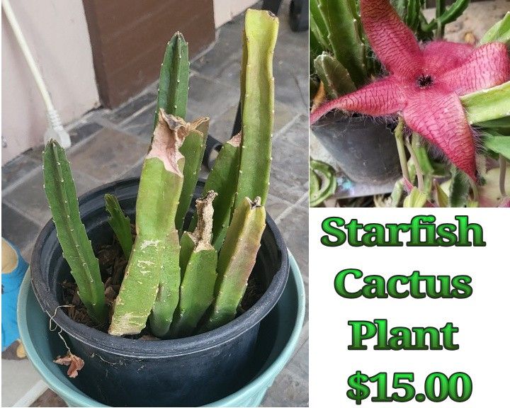 Starfish Flower Cactus Plant