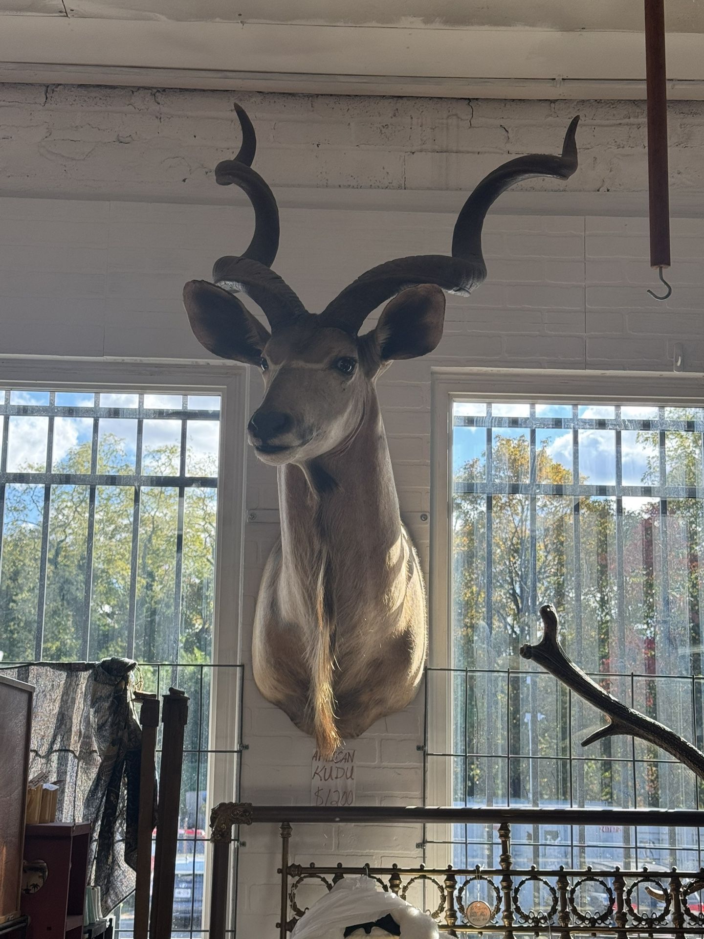 Large taxidermy African Kudu