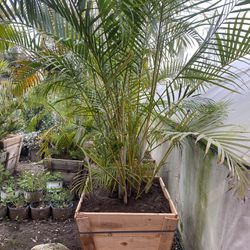 Dypsis lutescens ( golden cane palm , areca palm , yellow palm , butterfly palm ,  bamboo palm )