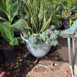 Snake Plant / Ghost Plant Succulent 
