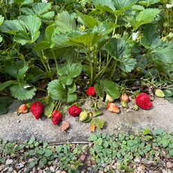 🍓 Strawberries For Sale. These Are Ever-Bearing Type. Garden. Organic Gardening; Plants