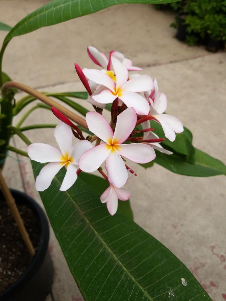 Plumeria Color White Pink And Yellow 